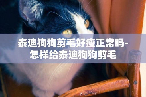 泰迪狗狗剪毛好瘦正常嗎-怎樣給泰迪狗狗剪毛