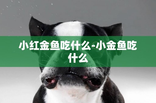 小紅金魚吃什么-小金魚吃什么