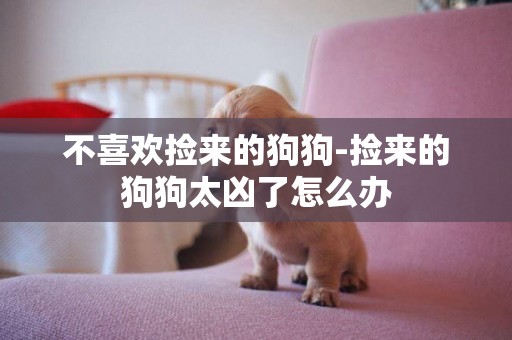 不喜歡撿來的狗狗-撿來的狗狗太兇了怎么辦