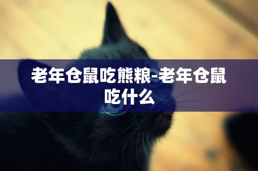 老年倉鼠吃熊糧-老年倉鼠吃什么
