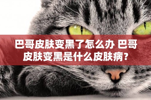 巴哥皮膚變黑了怎么辦 巴哥皮膚變黑是什么皮膚病？