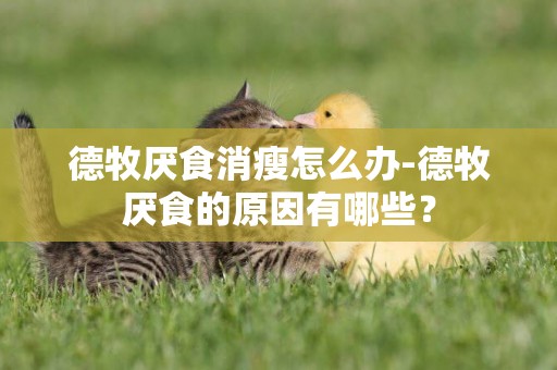 德牧厭食消瘦怎么辦-德牧厭食的原因有哪些？