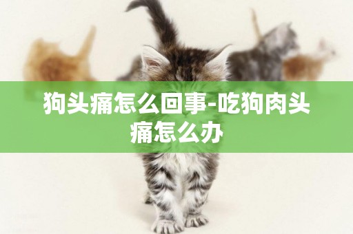 狗頭痛怎么回事-吃狗肉頭痛怎么辦
