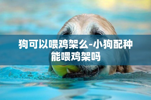 狗可以喂雞架么-小狗配種能喂雞架嗎