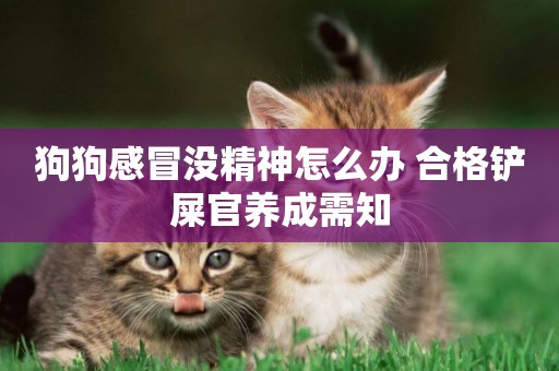 狗狗感冒沒精神怎么辦 合格鏟屎官養成需知