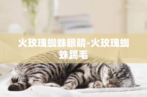 火玫瑰蜘蛛眼睛-火玫瑰蜘蛛踢毛