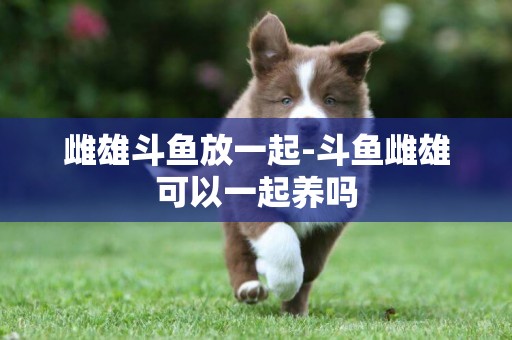 雌雄斗魚放一起-斗魚雌雄可以一起養嗎