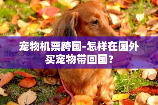 寵物機票跨國-怎樣在國外買寵物帶回國？