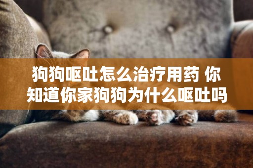 狗狗嘔吐怎么治療用藥 你知道你家狗狗為什么嘔吐嗎