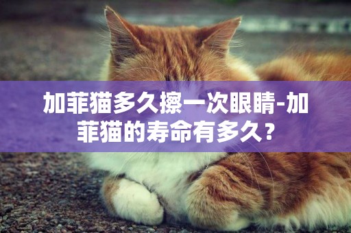 加菲貓多久擦一次眼睛-加菲貓的壽命有多久？