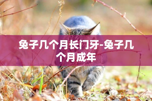 兔子幾個月長門牙-兔子幾個月成年