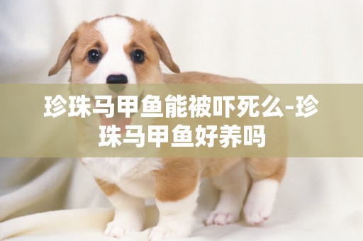 珍珠馬甲魚能被嚇死么-珍珠馬甲魚好養嗎