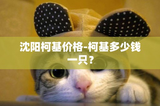 沈陽柯基價格-柯基多少錢一只？