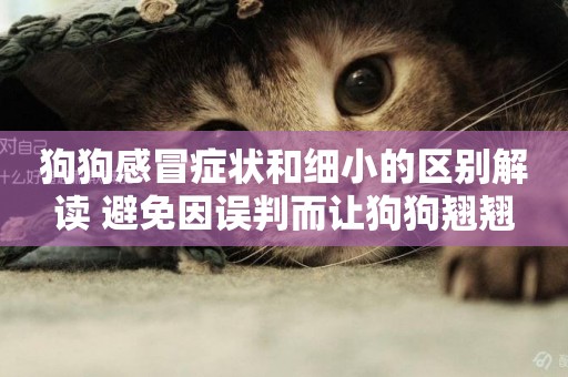 狗狗感冒癥狀和細小的區別解讀 避免因誤判而讓狗狗翹翹