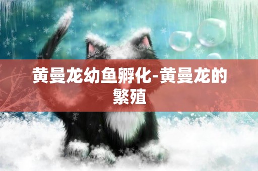 黃曼龍幼魚孵化-黃曼龍的繁殖