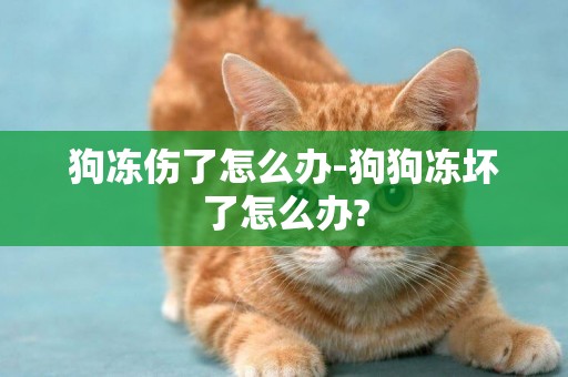 狗凍傷了怎么辦-狗狗凍壞了怎么辦?