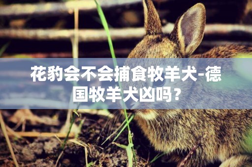花豹會不會捕食牧羊犬-德國牧羊犬兇嗎？