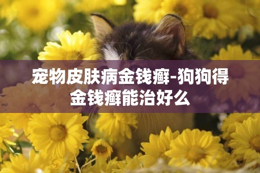 寵物皮膚病金錢癬-狗狗得金錢癬能治好么