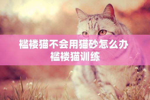 襤褸貓不會用貓砂怎么辦 襤褸貓訓練