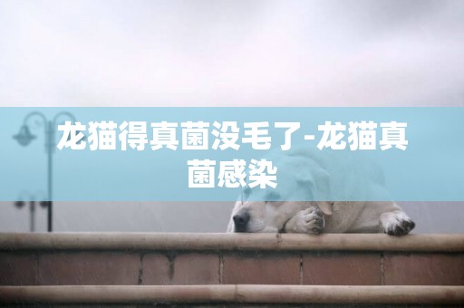 龍貓得真菌沒毛了-龍貓真菌感染