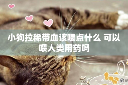 小狗拉稀帶血該喂點什么 可以喂人類用藥嗎