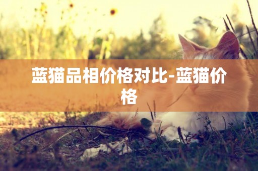 藍貓品相價格對比-藍貓價格