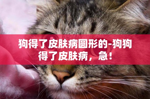 狗得了皮膚病圓形的-狗狗得了皮膚病，急！