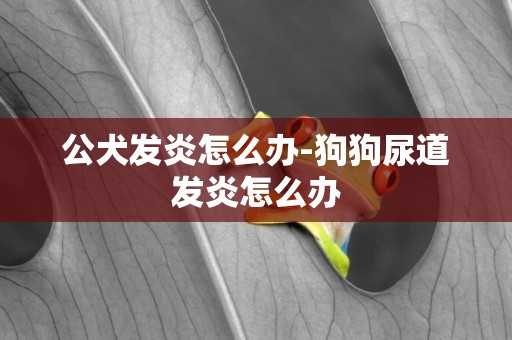 公犬發炎怎么辦-狗狗尿道發炎怎么辦