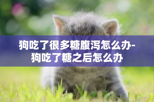 狗吃了很多糖腹瀉怎么辦-狗吃了糖之后怎么辦