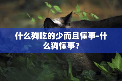 什么狗吃的少而且懂事-什么狗懂事？