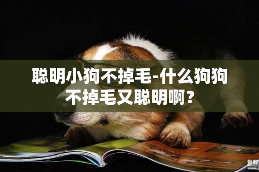 聰明小狗不掉毛-什么狗狗不掉毛又聰明啊？