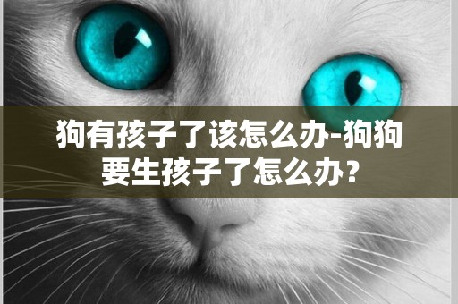 狗有孩子了該怎么辦-狗狗要生孩子了怎么辦？