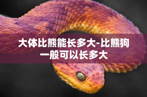 大體比熊能長多大-比熊狗一般可以長多大
