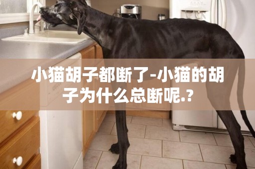 小貓胡子都斷了-小貓的胡子為什么總斷呢.?