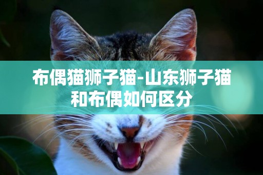 布偶貓獅子貓-山東獅子貓和布偶如何區分
