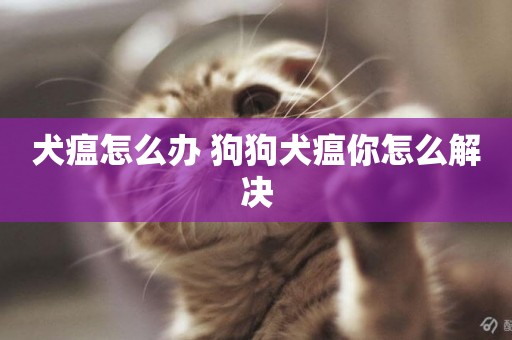 犬瘟怎么辦 狗狗犬瘟你怎么解決