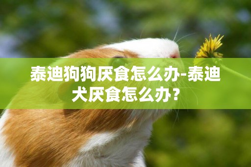泰迪狗狗厭食怎么辦-泰迪犬厭食怎么辦？