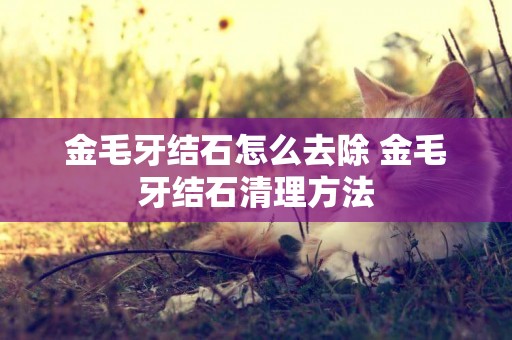 金毛牙結石怎么去除 金毛牙結石清理方法