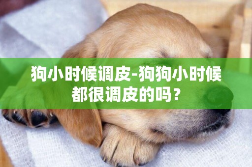 狗小時候調皮-狗狗小時候都很調皮的嗎？