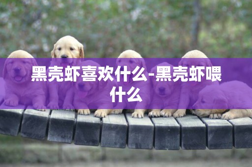 黑殼蝦喜歡什么-黑殼蝦喂什么