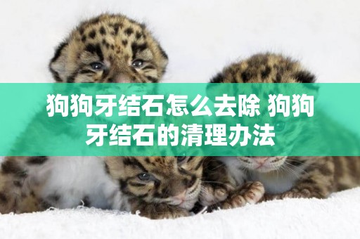 狗狗牙結石怎么去除 狗狗牙結石的清理辦法