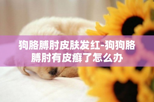 狗胳膊肘皮膚發紅-狗狗胳膊肘有皮癬了怎么辦