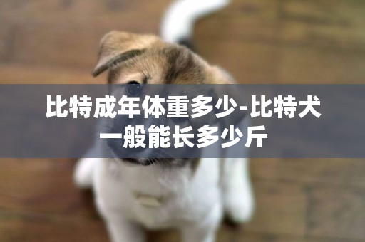 比特成年體重多少-比特犬一般能長多少斤