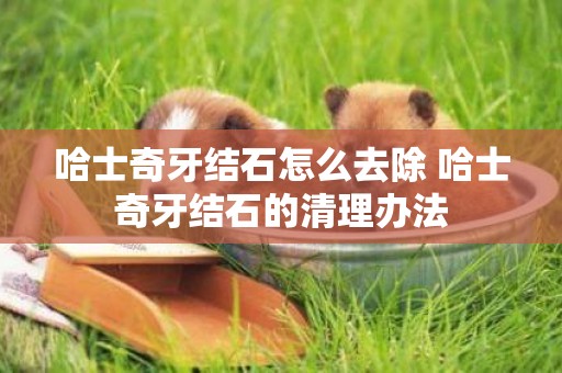 哈士奇牙結石怎么去除 哈士奇牙結石的清理辦法