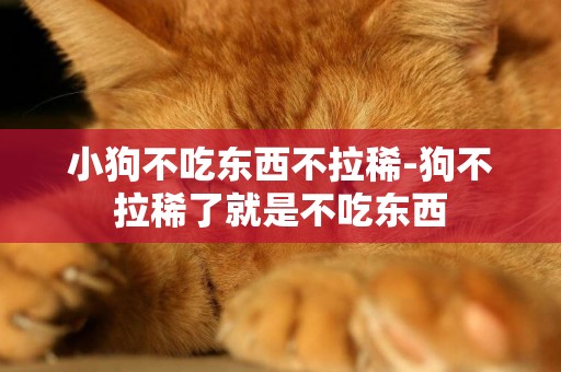 小狗不吃東西不拉稀-狗不拉稀了就是不吃東西