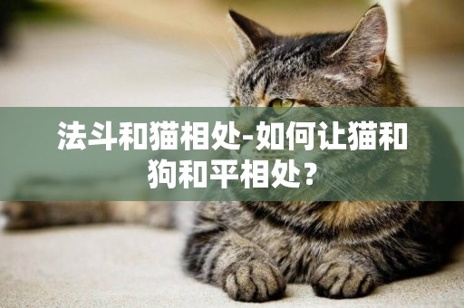 法斗和貓相處-如何讓貓和狗和平相處？