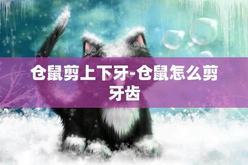 倉鼠剪上下牙-倉鼠怎么剪牙齒