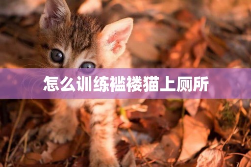 怎么訓練襤褸貓上廁所