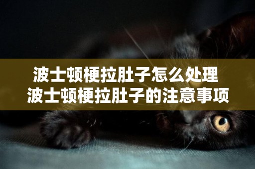 波士頓梗拉肚子怎么處理 波士頓梗拉肚子的注意事項