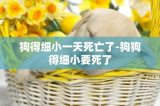 狗得細小一天死亡了-狗狗得細小要死了